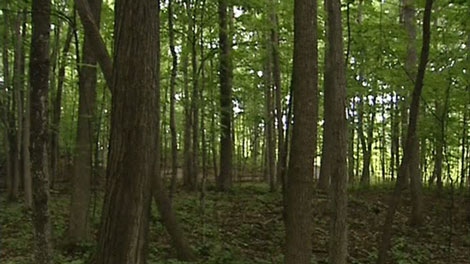 Trees in this Kanata forest will be levelled by the end of the summer to make room for a new development.