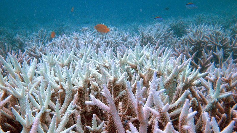 Fish swim amongst bleached coral near the Keppel Islands in the Great Barrier Reef, Australia.