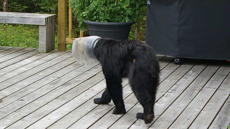 A black bear with its head stuck in a plastic jar is shown on the deck of the family home Rob Paterson in Thunder Bay, Ont. on Tuesday July 21, 2010. THE CANADIAN PRESS/HO, Rob Paterson