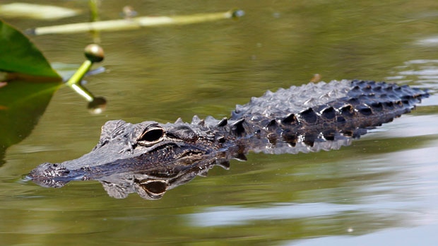 Florida man attacked by alligator