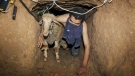 In this Friday, Nov. 14, 2008 file photo, a Palestinian smuggler moves a goat through a tunnel from Egypt to the Gaza Strip under the border in Rafah, southern Gaza Strip. (AP Photo/Khalil Hamra, File)