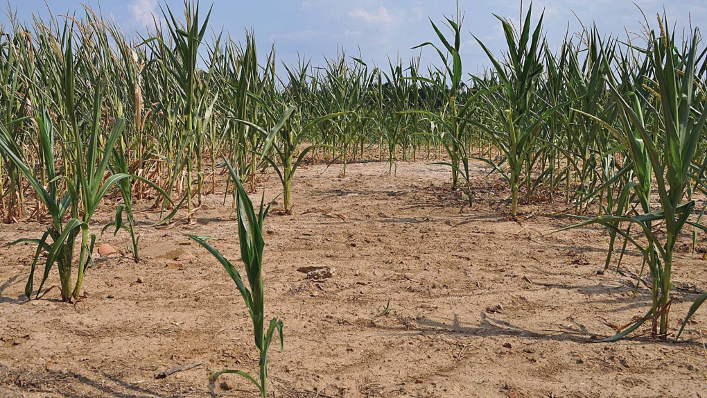 U.S. drought kills corn fields