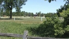 The city will start to sell off the Nepean Equestrian Park's 33 horses this month after council voted to close it Wednesday, July 11, 2012.