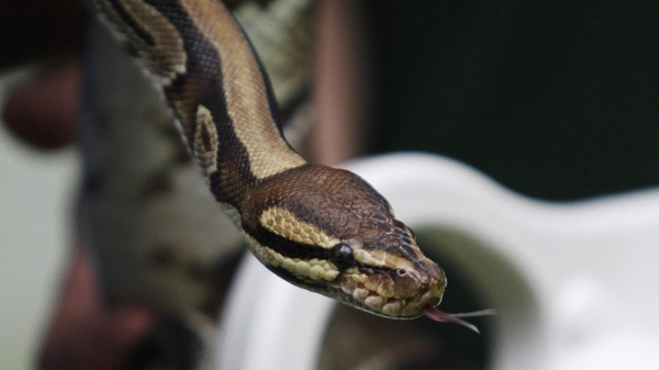 File photo of Reggie, a royal python, taken at the London Zoo in England, on Tuesday, June 1, 2010. (AP Photo/Lefteris Pitarakis)