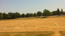 Grass is becoming increasingly brown as residents are either asked or forced to ease up on water use Friday, July 13, 2012. (photo courtesy Kristin Dagg via Twitter)