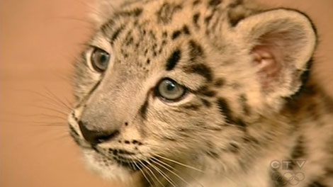 One of two snow leopard cubs born at the Granby Zoo.