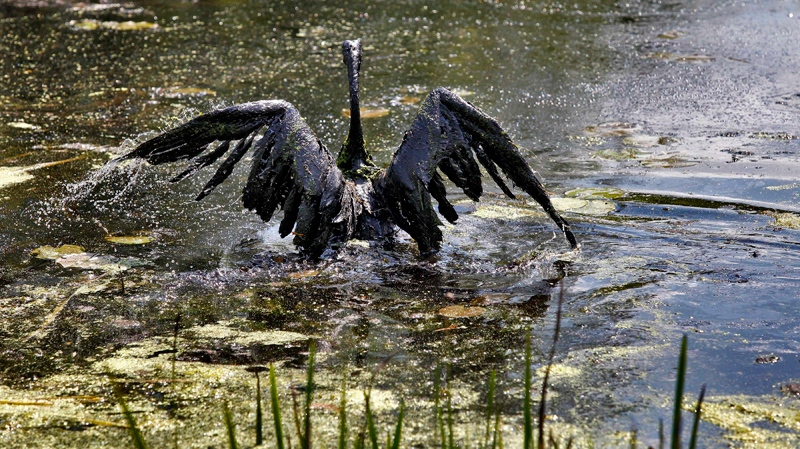 A Canada goose covered in oil attempts to fly out of the Kalamazoo River in Marshall, Mich., Tuesday, July 27, 2010. (AP / Kalamazoo Gazette, Jonathon Gruenke)
