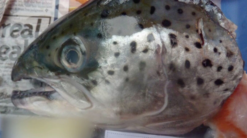 Genetically engineered salmon moves closer to FDA approval