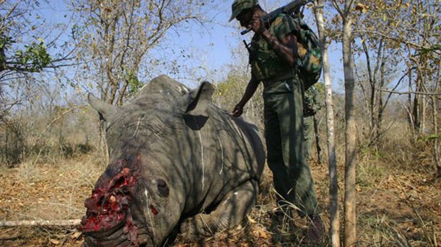 Dead rhinoceros rhino poaching South Africa