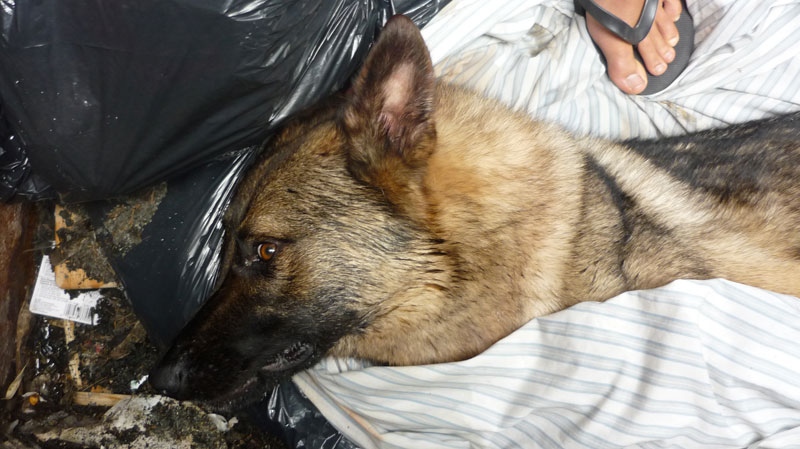 German shepherd found in dumpster