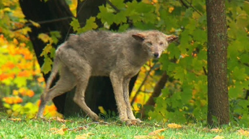 Police were unable to capture this elusive coyote in Mississauga, Ont., on Thursday, Oct. 20, 2011. Another coyote was spotted in Riverdale Park on Wednesday, July 18, 2012.
