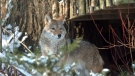 A coyote peers down from a backyard of the Neville Park ravine in the Beach neighborhood in Toronto on Wednesday, Dec. 31, 2008. (Silvio Santos / THE CANADIAN PRESS)