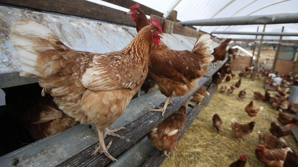 In this photo taken Dec. 19, 2008, chickens are seen on a farm near Vacaville, Calif.(AP Photo/Eric Risberg)