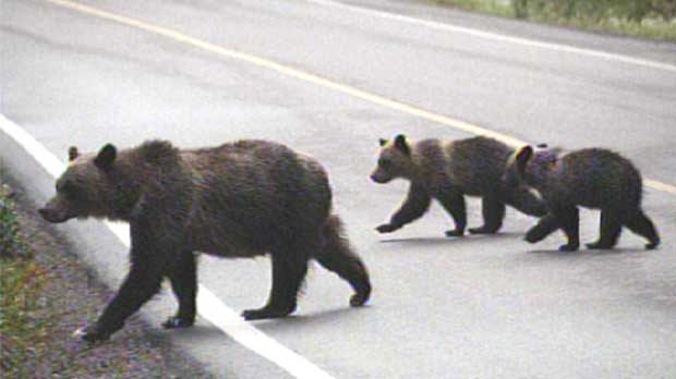 Bears in national park