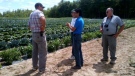 Ottawa Centre MPP Yasir Naqvi gets a tour of drought-stricken farm fields by Renfrew County officials Thursday, July 19, 2012.