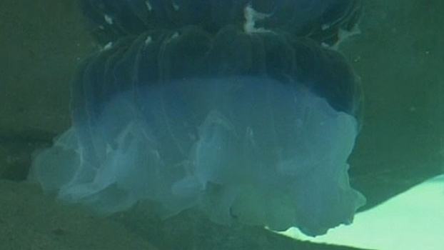 bluefire jellyfish