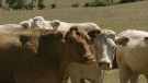 Some farmers in Renfrew County say bone-dry conditions could be too costly to overcome Friday, July 20, 2012..