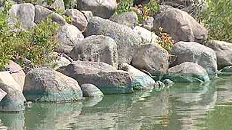 Algae levels in Lake Winnipeg at Balsam Harbour are high.