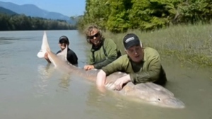 Anglers pose with a 3.8-metre white sturgeon before releasing it back into the wild. July 16, 2012. (Handout)
