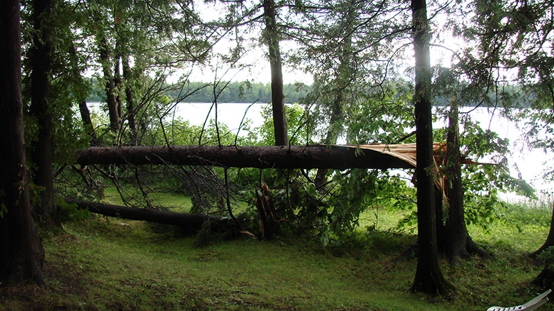 This photo from viewer Diane Schroer shows a snapped tree at the Lake Dore Tent and Trailer Park in Eganville, from what Environment Canada is calling an unconfirmed tornado Monday, July 23, 2012.