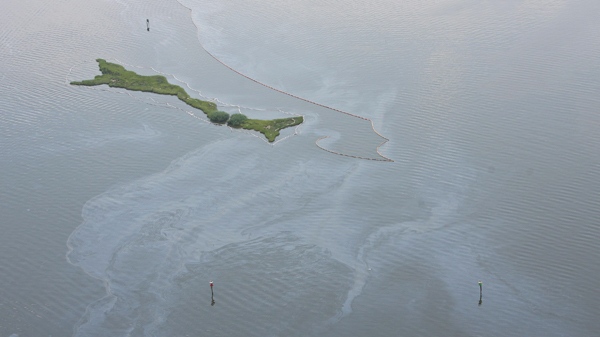 Oil from the Deepwater Horizon disaster is visible in Barataria Bay, Thursday Aug. 5, 2010. (AP / Kerry Maloney)