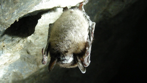 A Little brown bat with white-nose syndrome is shown in Greeley Mine, Vermont, March 26, 2009. (THE CANADIAN PRESS/HO-U.S. Fish and Wildlife Service-Marvin Moriarty)