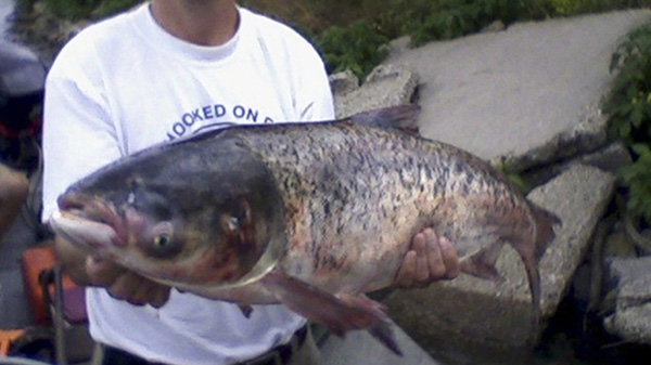 In this photo taken Tuesday, June 22, 2010 and provided by the Illinois Department of Natural Resources, a 20-pound Asian carp is held after being caught beyond the electric barriers constructed to keep the invasive species out of the Great Lakes. (AP Photo/Illinois Department of Natural Resources)