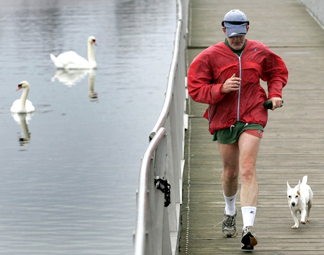 A pair of swans swim in open water as a jogger and his dog enjoy the double digit warm weather on a boardwalk along Toronto's waterfront, Tuesday, Jan. 8, 2008. (J.P. Moczulski / THE CANADIAN PRESS)