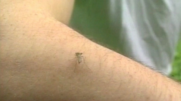 Toronto Public Health officials say one bite from a West Nile Virus-infected mosquito can lead to serious health consquences in some cases.
