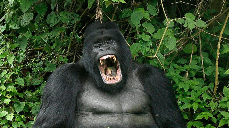 Gorilla, endangered species