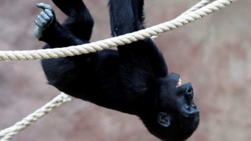 This July 12, 2009 file photo shows Tatu, a male gorilla, climbing ropes in the Prague zoological garden. Five-year-old Tatu hanged himself accidentally when he was playing with ropes in the zoo Friday, July 27, 2012. Tatu has been the second gorilla offspring to be born in the Czech Republic, after the female Moja, now seven-year-old. (AP Photo/CTK, Rene Fluger, file) SLOVAKIA OUT