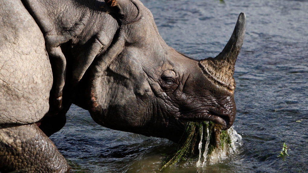 Nepal rhino