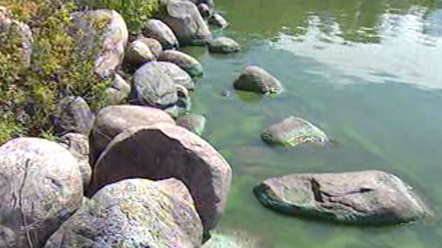 Algae is seen in a Manitoba waterway. (file image)