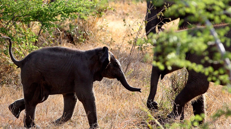 elephant, ivory, endangered species