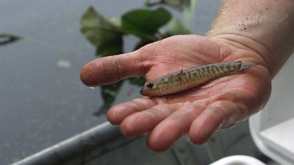 Snakehead fish may be in Ontario waters