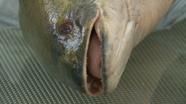 The head of the suspected snakehead fish caught in Ontario is seen in this undated photo, Near Fort Erie.