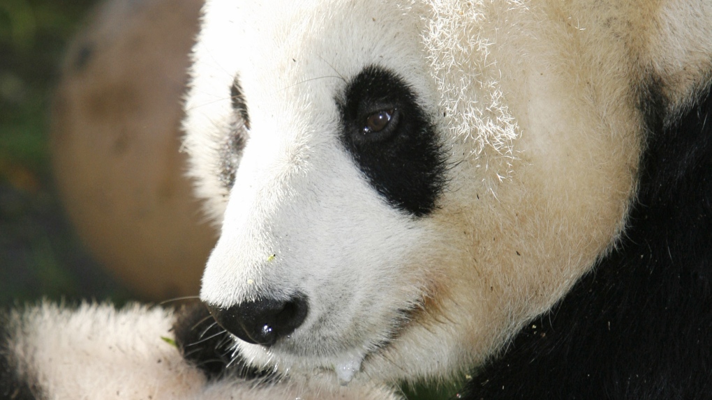 Panda gives birth to 6th cub at San Diego Zoo | CTV News