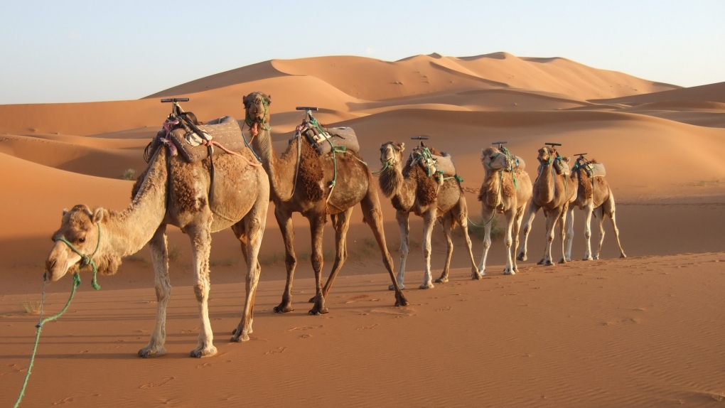 MOROCCO-desert-camel.jpg