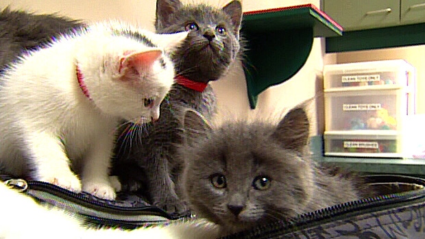 Kittens in backpack