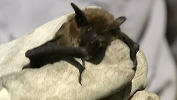 CTV Ottawa: Rabies-infected bat 