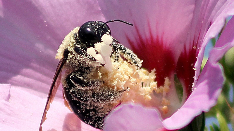 FILE: A bee gathers pollen on a flower from a Rose of Sharon plant in Hazleton, Penn., Sunday, July 22, 2012. (Hazleton Standard-Speaker, Jamie Pesotine)