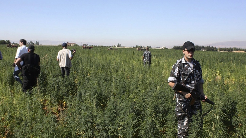 Workers on tractors uproot cannabis plants in a field in the eastern city of Baalbek, Lebanon.