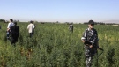 Anti-drug policeman stand guard as workers on tractors uproot cannabis plants in a field in the eastern city of Baalbek, Lebanon, Monday, June 27, 2011. (AP Photo)