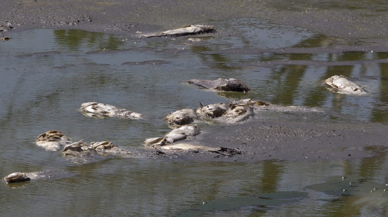 In this July 26, 2012 photo dead fish decompose in a drying pond near Rock Port, Mo.