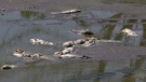 In this July 26, 2012 photo, dead fish decompose in a drying pond near Rock Port, Mo. (AP Photo/Nati Harnik)