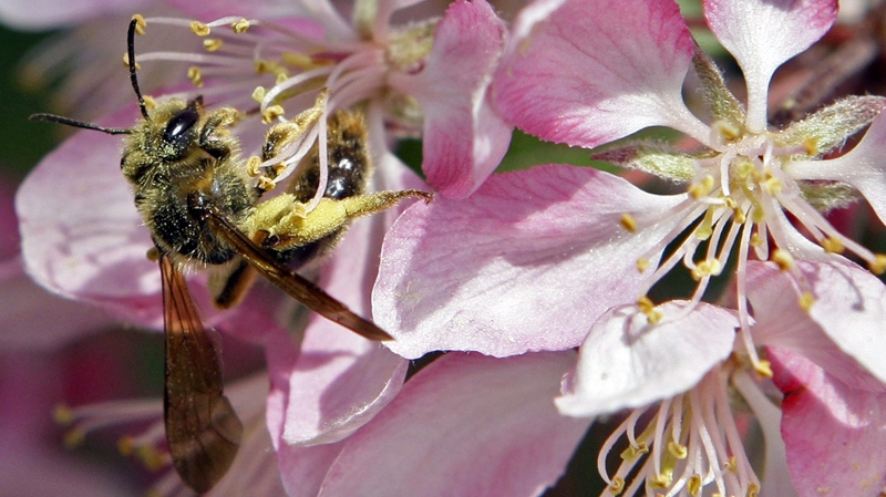 A honey bee collects pollen from a flowering tree, Monday, April 12, 2010, in Cincinnati. (AP / Al Behrman)