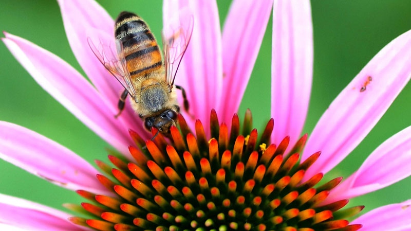 In this June 7, 2010 photo, a bee searches for nectar in a pink coneflower at Miss Nellie's Pretty Place in Cameron Park in Waco, Texas. (AP /  Waco Tribune Herald, Jerry Larson)