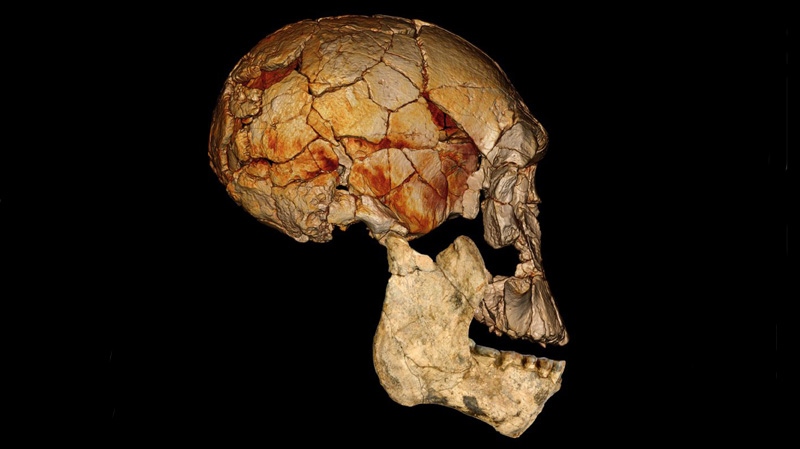 A computer enhanced image of a newer lower jaw and the cranium discovered in 1972.