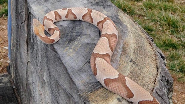 A four-year-old, three-and-a-half foot copperhead snake is seen at the home of Chuck Hurd near Gate City, Va. on Feb. 23, 2011.