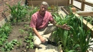 Gardening expert Mark Cullen appears on CTV's Canada AM, Wednesday, Aug. 18, 2010.